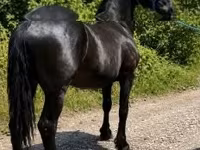 Caballo, Friesian — foto 6