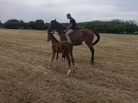 母马, Horses — 照片 4