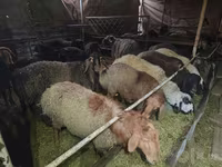Ovan, Edilbay sheep — fotografija 3