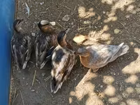 Ducks — fotografija 6