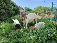 Ziege, Boer goat — Foto 1