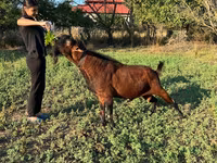 Kozioł, Kozy — zdjęcie 2