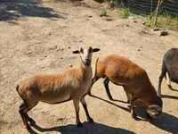 Carnero, Cameroon sheep — foto 3