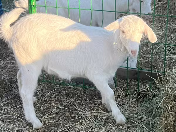 Echki, Saanen goat