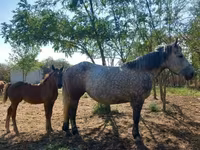 Madyan, Atlar — foto 2