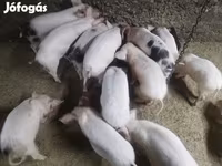Pigs (batch, sex not specified), Pigs — photo 3