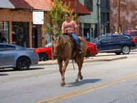 At, Quarter Horse — foto 7