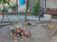 Ducks — zdjęcie 3