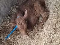 Cow, Simmental cattle — photo 5