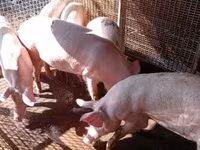 猪（批次，未指定性别）, Pigs — 照片 4