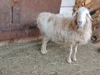 Ram, Kazakh fat-tailed coarsewool sheep — photo 3