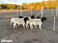 كبش, Dorper sheep — الصورة 5
