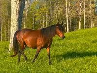 Kobila, Rocky Mountain Horse — fotografija 2