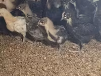 Australorp — Foto 3