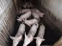 Boar, Pigs — photo 5