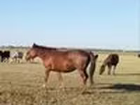 Бие, Kazakh horse — 2-сурет