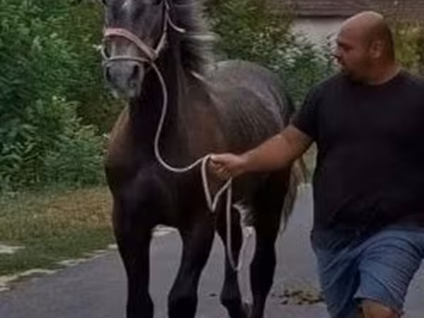 Hengst, Lipizzaner