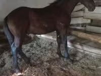 Hengst, Nonius horse — Foto 1