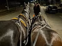 فرس, Nonius horse — الصورة 1