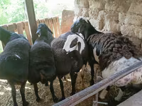 Ovan, Rhon sheep — fotografija 3