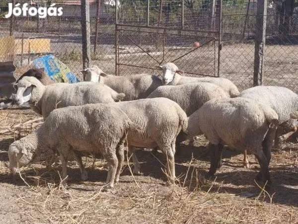 Oveja, Ovejas