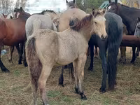 Cheval, Chevaux — photo 4