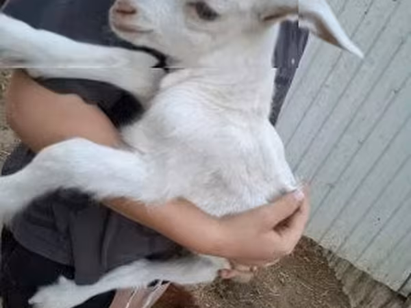 Ешкі, Ешкілер