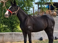 Kobila, Kyrgyz Horse — fotografija 2