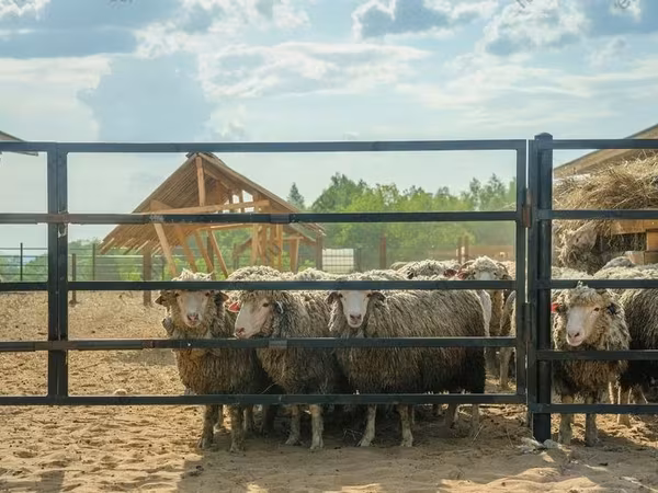 Ovan, Kuibyshev sheep