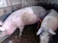 母猪, Pigs — 照片 2