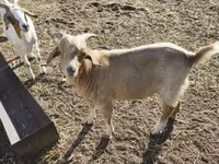 公山羊, Goats — 照片 4