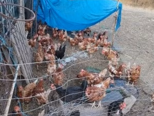Данська курка — Угорщина