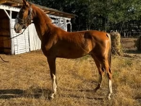 Кобила, Dutch warmblood horse