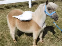 Kobila, Miniature horse — fotografija 5