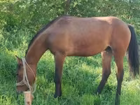 Égua, Cavalos — foto 1