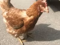 Chickens — fotografija 2