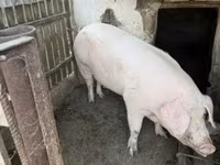 Sow, Крупная белая — photo 6