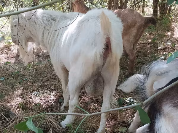 Jarac, LaMancha goats