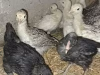 Turkeys — photo 2