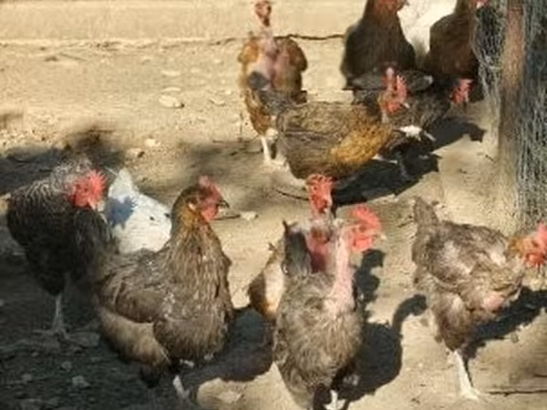 Chickens — Macarıstan