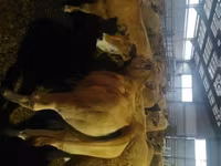 Krava, Aubrac cattle — fotografija 1