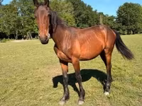 Caballo, Kisber felver — foto 3