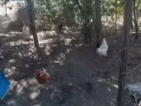 Chickens — Foto 4