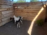 Cabro, Cabras — foto 1