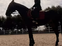 Kobila, Friesian sport horse — fotografija 4