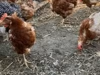 Chickens — 写真 2