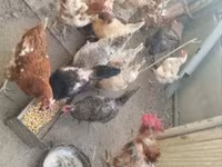 Chickens — फ़ोटो 2