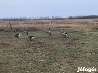 Geese — fotografija 3