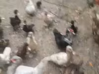 Ducks — fotografija 3