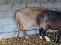 Ovan, Rhon sheep — fotografija 5